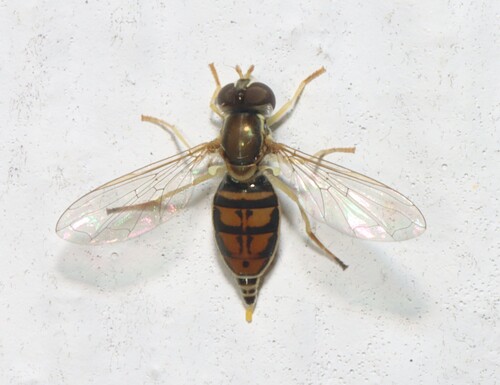 Unknown species found near Caraway, Craighead Co., AR, USA
