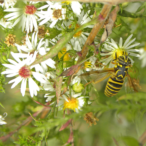 Unknown species found near Northern Kentucky University, Highland Heights, KY 41076, USA