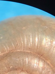 Glyphyalinia wheatleyi