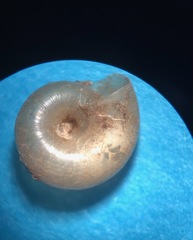 Glyphyalinia wheatleyi