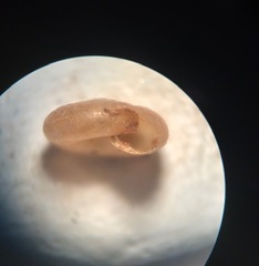 Glyphyalinia wheatleyi