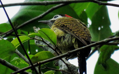 Colaptes punctigula