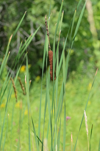 hybrid cattail
