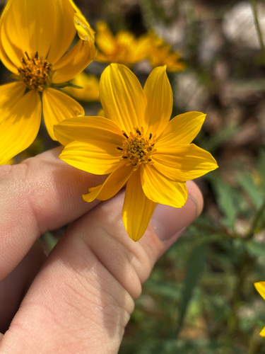 Tickseed Sunflower (Bidens polylepis)