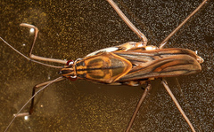 Tenagogonus zambezinus