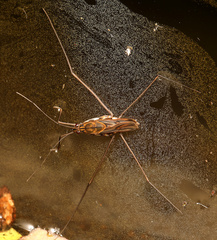 Tenagogonus zambezinus