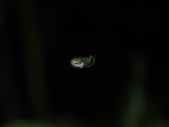 Bijoaraneus mitificus