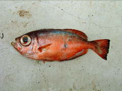 Heteropriacanthus cruentatus