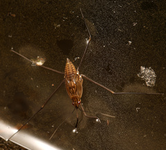 Tenagogonus zambezinus