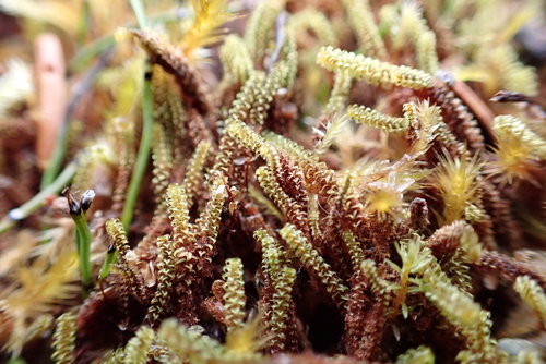 Tufted Fen-moss (Paludella squarrosa)