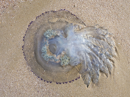 barrel jellyfish