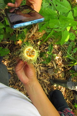 Carpotroche longifolia