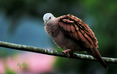 Columbina talpacoti