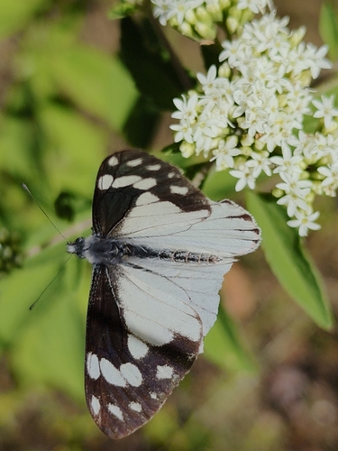 Chiricahua White