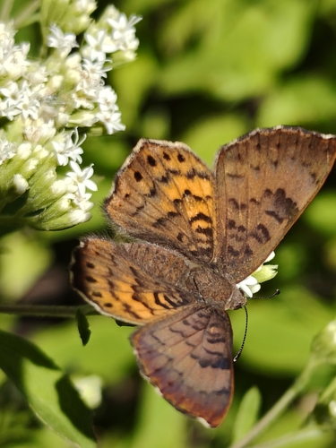 Mexican Zela Metalmark