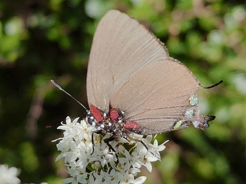 Atlides halesus corcorani