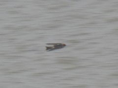Petrochelidon fluvicola