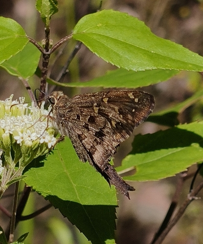 Cecropterus dorantes dorantes