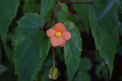 Begonia sutherlandii