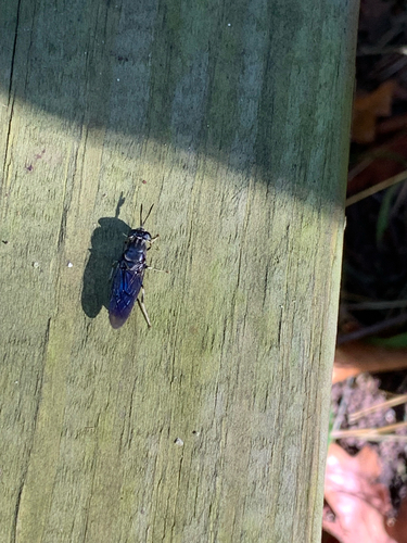 Unknown species found near Nielsen Avenue, New York, NY, US