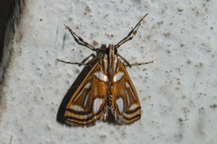Malickyella lobophoralis