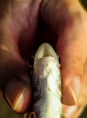 Acanthopagrus pacificus