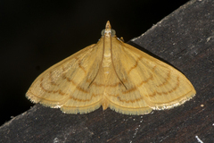 Spinosuncus