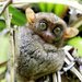 Philippine Tarsier - Photo (c) Carmelo López Abad, some rights reserved (CC BY-NC), uploaded by Carmelo López Abad