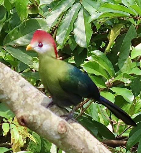 Red-crested Turaco