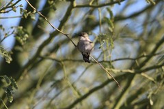 Calypte costae