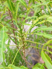 Melicope denhamii