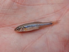 Couesius plumbeus