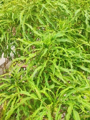 Melicope denhamii