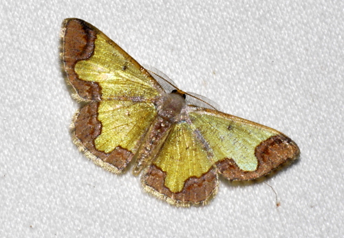 Zamarada excavata