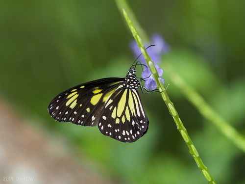 Yellow Tiger
