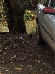 Turdus merula