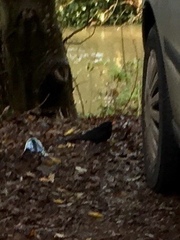 Turdus merula