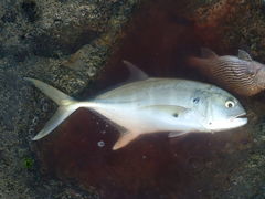 Caranx caninus