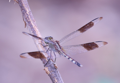 Band-winged Dragonlet