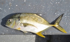 Caranx caninus