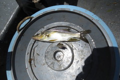 Swordspine Snook photo 5