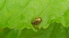 Colaspis aenea