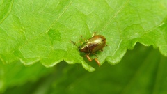 Colaspis aenea
