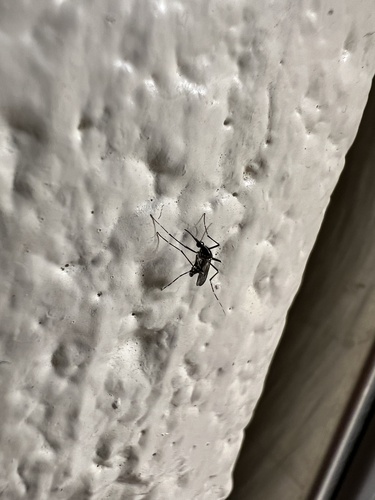 Unknown species found near University of Pennsylvania, Philadelphia, PA, US