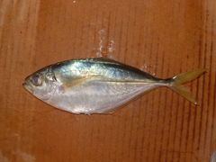 Chloroscombrus