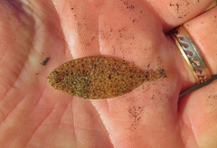 Citharichthys spilopterus