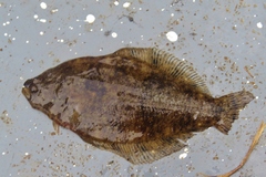 Citharichthys spilopterus