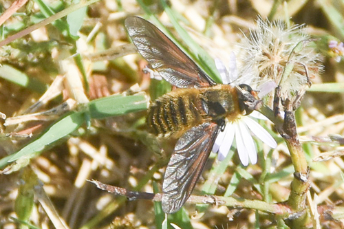 Unknown species found near Tulsa Botanic Garden, Osage County, OK, USA