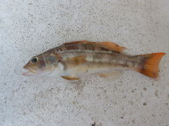 Diplectrum pacificum