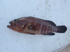 Cephalopholis panamensis